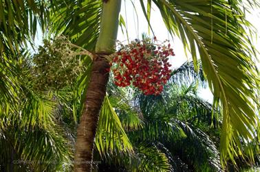 Dreams-Resort-und-Spa-Tulum, DSC_6822_b_H600Px